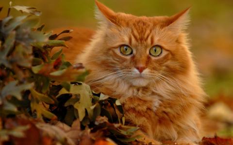 红色的猫，在秋天的落叶