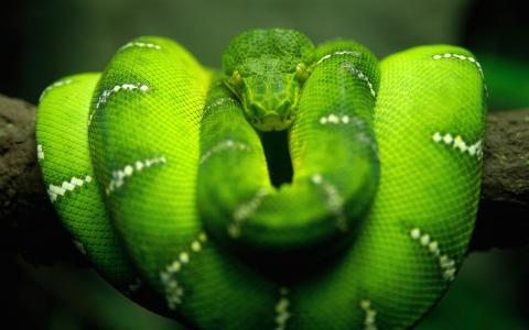 绿色的Python