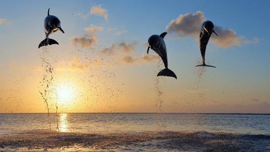 海豚在跳