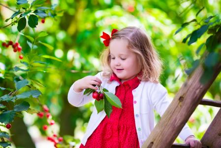 小微笑女孩撕裂樱桃从一棵树
