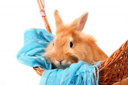 坐在一条蓝色围巾的一个篮子的红发毛茸的兔子在白色背景