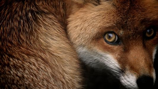 害怕的红狐狸的外观