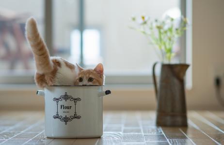 在平底锅里的猫