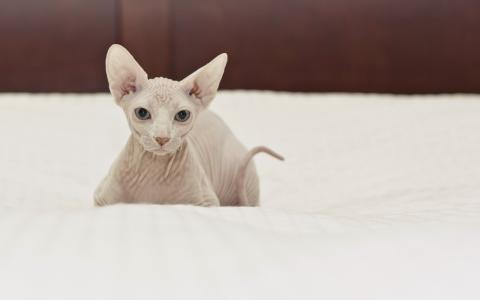 在床上的白色斯芬克斯之猫