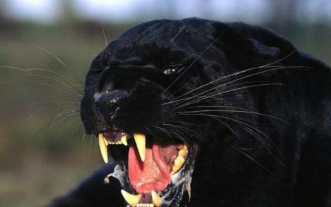 黑豹显示Fang牙
