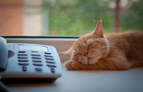 猫在电话附近睡觉