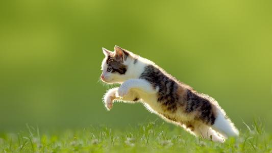 小猫跳上草坪