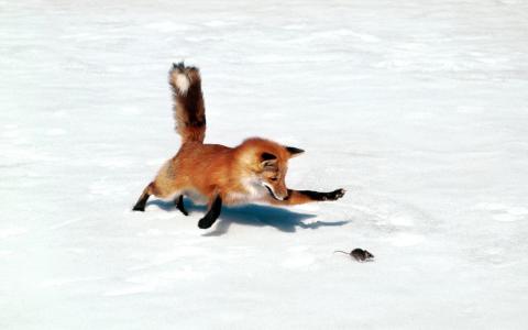 狐狸狩猎鼠标