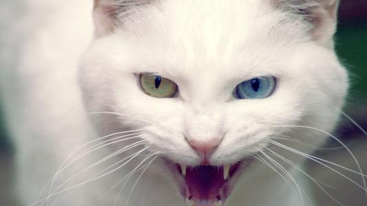 狂放的白色猫