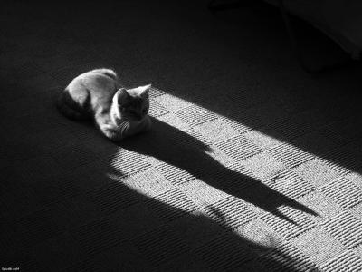 一只灰色猫的阴影