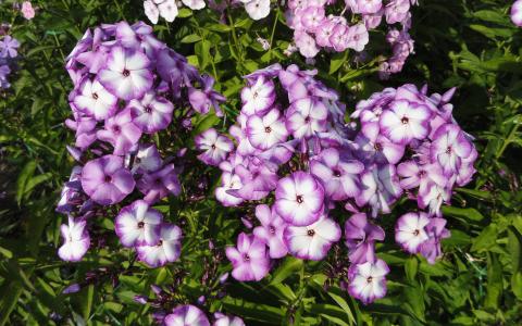 明亮的紫罗兰色白色的花园福禄考花