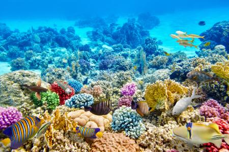 多彩多姿的海洋鱼类和珊瑚在水之下
