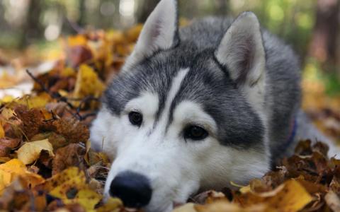 阿拉斯加雪橇犬躺在秋天的落叶上