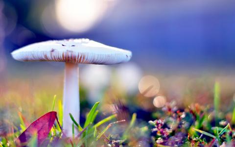 苍白的毒菌危险的蘑菇