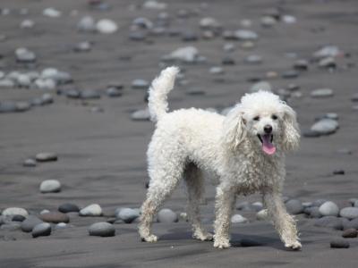 贵宾犬走在沙滩上