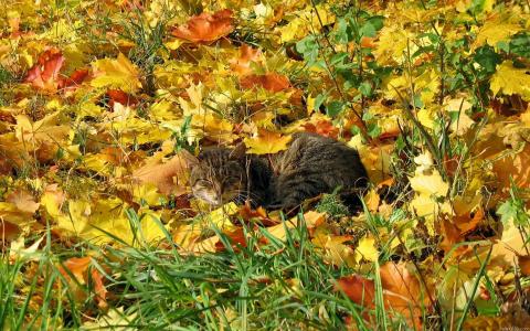猫在秋天的树叶