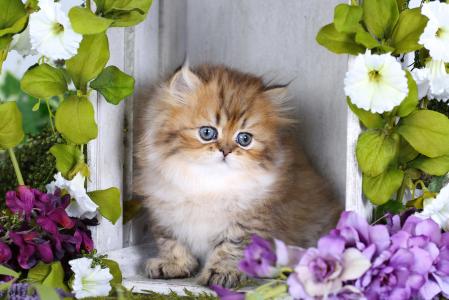 有趣的蓬松小猫与鲜花