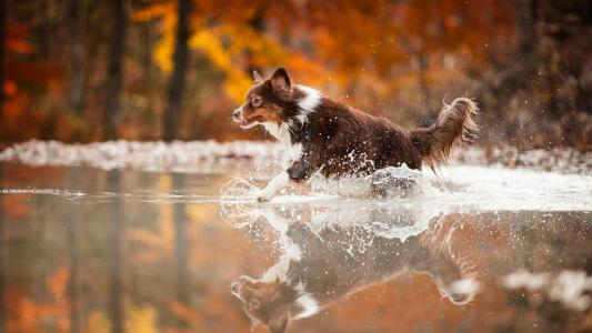 布朗狗跑在水面上