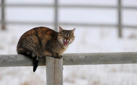 猫坐在栅栏上