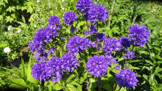 紫罗兰色花园花铃儿