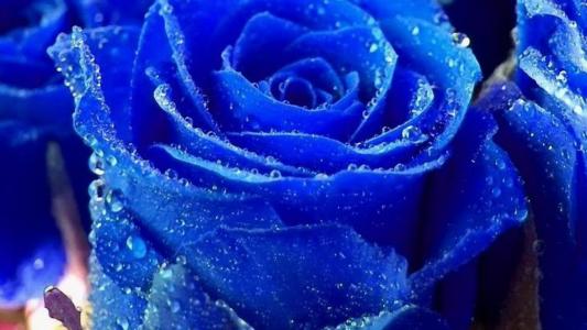 蓝玫瑰被露水覆盖着