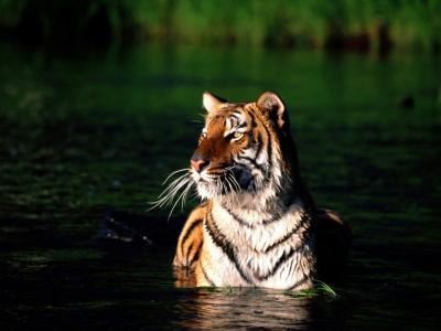 老虎在洗澡
