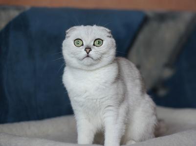 白色的苏格兰垂耳猫与绿色的眼睛