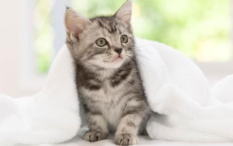 一条毛巾的小猫