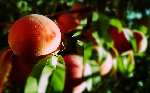 桃子在树枝上