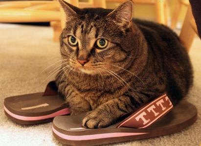 猫用拖鞋