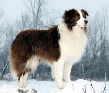 边境牧羊犬站在雪堆上