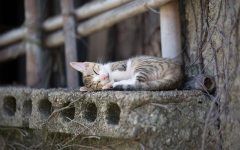 猫睡在混凝土板上