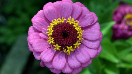 美丽的百日菊属特写镜头的淡紫色花