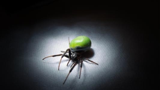 蜘蛛与绿色的肚子