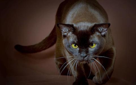 一只强壮的缅甸猫