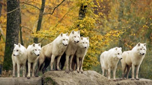 一群白狼