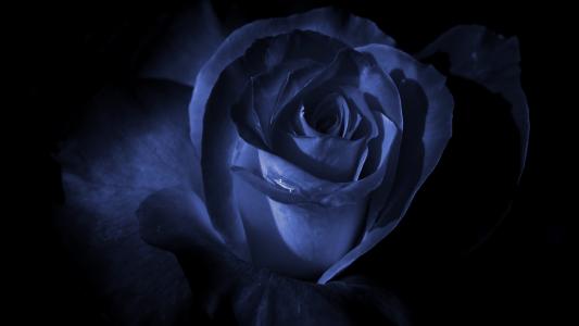 在黑暗中一朵蓝玫瑰