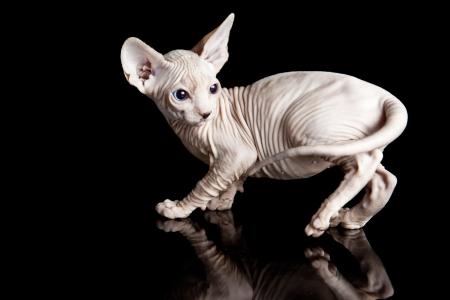 斯芬克斯品种的蓝眼睛的小猫在黑背景的