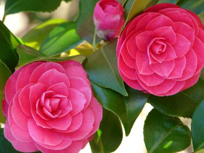 两朵大粉红色的山茶花
