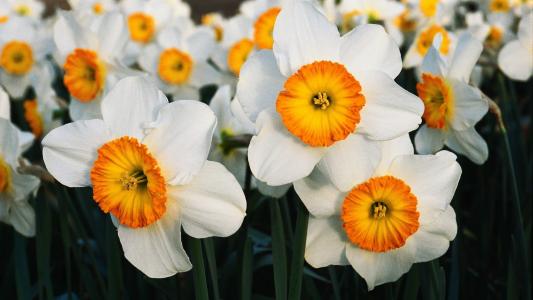 白色的橙色花朵