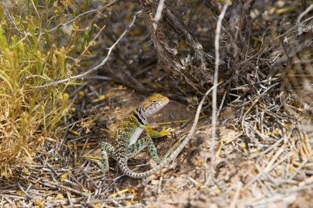 在干燥分支的被着陆的沙漠鬣鳞蜥