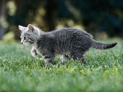 一只小猫在草地上玩耍