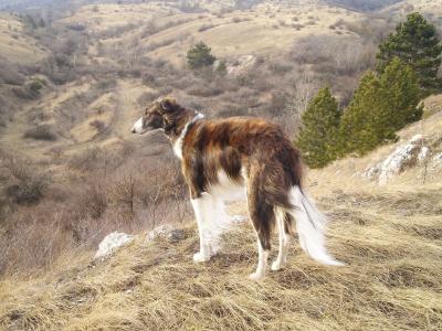俄国灵缇犬在山中