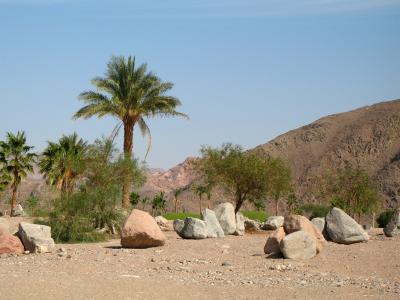 棕榈树在山的背景下在塔巴，埃及度假村