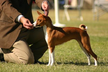 Basenji的幼犬与主人品种
