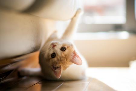 在沙发下的俏皮小猫