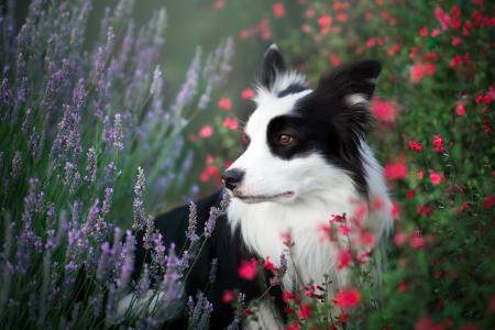 狗品种边境牧羊犬坐在野花