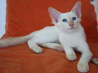 年轻的巴厘岛猫