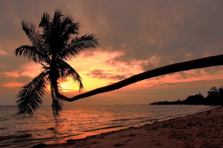 棕榈在泰国帕岸岛海滩上