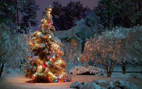 圣诞树在雪地里，灯